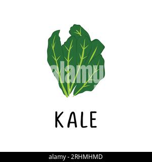 Illustrazione di Kale Vector, cartone animato di design piatto di superfood kale prodotto naturale per la salute e le vitamine. Illustrazione Vettoriale