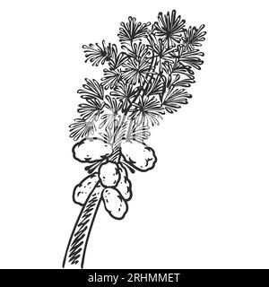 Piante di olio essenziale disegnate a mano disegno di tea Tree o melaleuca alternifolia isolate su sfondo bianco. Illustrazione Vettoriale