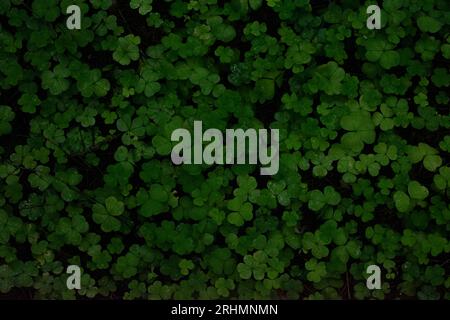 Sfondo scuro con trifoglio Foto Stock