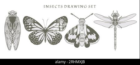 Imposta l'elemento di insetti, coleotteri, libellula e farfalle di molte specie in un'illustrazione vettoriale d'epoca disegnata a mano. Immagine isolata disegnata a mano Illustrazione Vettoriale