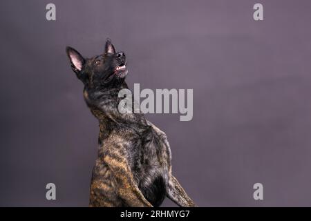 Divertenti giochi di cuccioli, allegro cane pastore olandese su sfondo giallo, rosso e scuro. Foto Stock