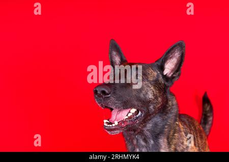 Divertenti giochi di cuccioli, allegro cane pastore olandese su sfondo giallo, rosso e scuro. Foto Stock