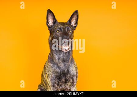 Divertenti giochi di cuccioli, allegro cane pastore olandese su sfondo giallo, rosso e scuro. Foto Stock