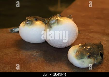 pesce puffer allo stomaco in un parco acquatico Foto Stock