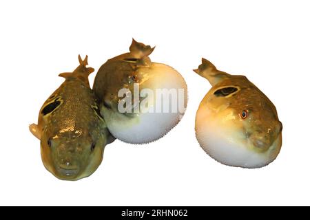 pesce puffer allo stomaco con bouffant su sfondo bianco in cina Foto Stock