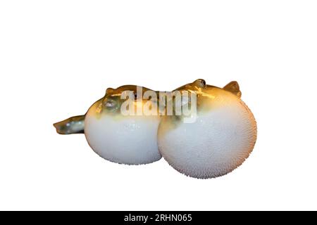 pesce puffer allo stomaco con bouffant su sfondo bianco in cina Foto Stock