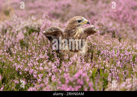 Primo piano di una Buzzard adulta si trovava tra le colorate heather rosa sulla brughiera gestita a Nidderdale, North Yorkshire, Regno Unito. Nome scientifico: Bute Foto Stock