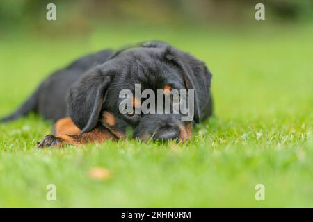 Rottweiler cucciolo Foto Stock