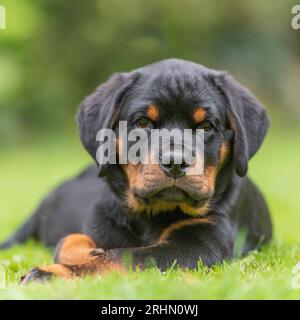 Rottweiler cucciolo Foto Stock