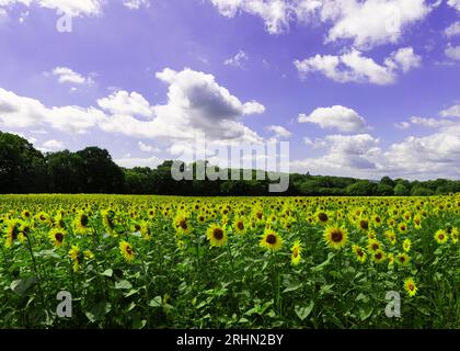 Un'esposizione di girasoli che crescono in un campo nell'East Sussex durante l'estate sotto un cielo blu Foto Stock