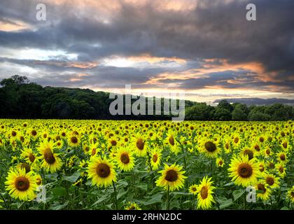 Un'esposizione di girasoli che crescono in un campo nell'East Sussex durante l'estate sotto un cielo spettacolare Foto Stock