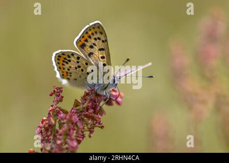 Farfalla di rame sooty (Lycaena tityrus) che riposa sul fiore del bacino (Rumex) su sfondo verde Foto Stock