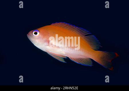 Femmina Stocky Anthias, Pseudanthias hypselosoma, sito di immersione Aer Bajo, stretto di Lembeh, Sulawesi, Indonesia Foto Stock