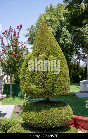 Topiary Tree Sculpturing in a Peace Park Garden in Ghajar (in arabo: غجر, anche Rhadjar), Golan Heights, Israele Foto Stock