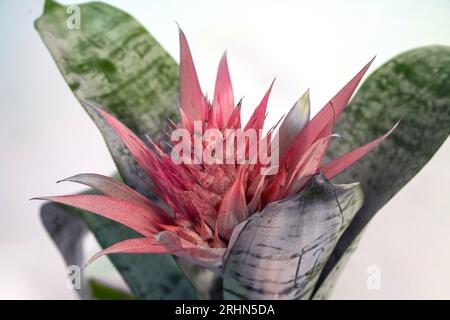 L'Aechmea fascciata, il vaso d'argento o, pianta di urna, o semplicemente Aechmea [Achmea] su sfondo bianco è una specie di pianta fiorente nel fami di bromeliad Foto Stock