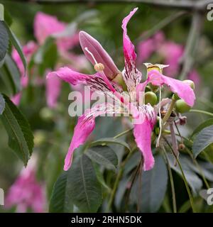 Primo piano di un fiore di Ceiba speciosa, l'albero di seta del filo interdentale il Floss di seta o Floss-Silk Tree (Ceiba speciosa, ex Chorisia speciosa), è un membo Foto Stock