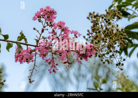 Albero di Crepe Myrtle (Lagerstroemia indica) fiorito rosa. Questo albero deciduo fiori in vari colori da luglio a settembre. Fotografato ad agosto Foto Stock