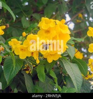 Un Bumble bee che visita un albero di tromba gialla Tecoma stans è una specie di arbusto perenne fiorito della famiglia di viti di tromba, Bignoniaceae, cioè n Foto Stock