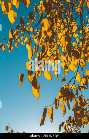 L'autunno lascia il sole contro il cielo blu. Foto Stock