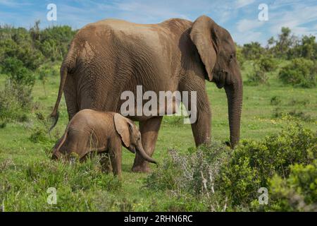 Elefanti al Parco Nazionale di Addo, Sud Africa Foto Stock