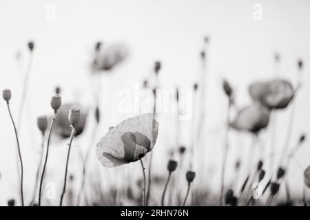 Fiori di papavero contro il cielo, immagine in bianco e nero Foto Stock