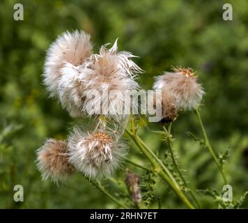 Un gruppo di teste di semi di cardo pronte per essere soffiate dal vento Foto Stock