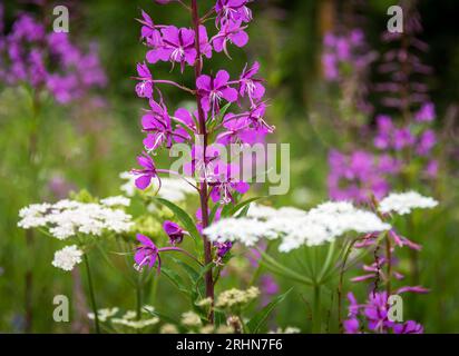 Fiori di salice rosa all'insenatura in un ambiente selvaggio Foto Stock