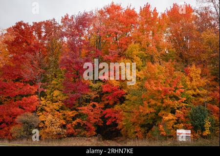 Fogliame autunnale dai colori vivaci con cartello che legge la legna da ardere Foto Stock