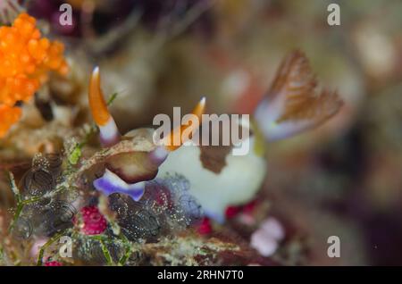 Chamberlain's Nembrotha Nudibranch, Nembrotha chamberlaini, Feeding on Sea Squirts, Ascidiidae Family, Pateau dive Site, Balbulol Island, Misool, Raja Foto Stock