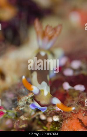 Chamberlain's Nembrotha Nudibranch, Nembrotha chamberlaini, Feeding on Sea Squirts, Ascidiidae Family, Pateau dive Site, Balbulol Island, Misool, Raja Foto Stock