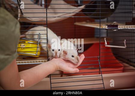 Topi nelle mani umane. Due piccoli topi decorativi escono dalla gabbia nelle mani di un bambino Foto Stock