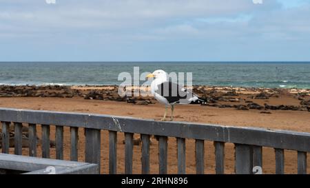 Gabbiano alghe solitario nella riserva di foche a capo Foto Stock