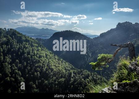 Paesaggio montano panoramico da Sokolica a Pieniny, Polonia. Pino piegato in primo piano. Foto Stock