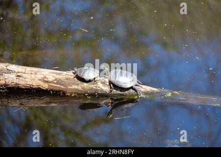 Due tartarughe dipinte (Chrysemys picta) su un tronco Foto Stock