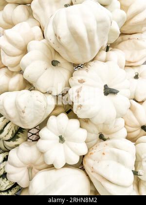 Mucchio di mini zucche bianche Foto Stock