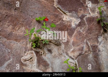 I fiori si aggrappano alle pareti rocciose del canyon Foto Stock