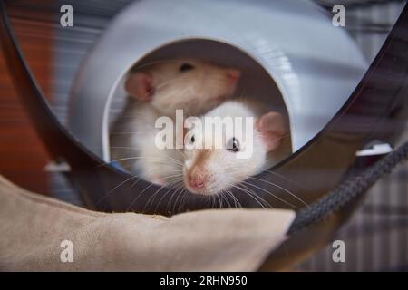 Due topi sono sdraiati in una casa rifugio per topi in una gabbia Foto Stock