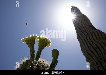 Un'ape in volo si avvicina alla fioritura del cactus saguaro Foto Stock