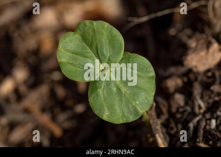 Le foglie appena germogliate si aprono al sole in giardino Foto Stock