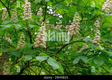 Fioritura di castagno in primavera Foto Stock