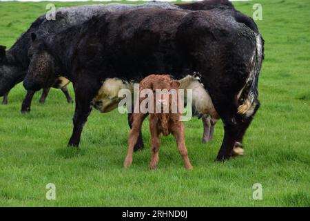 Dolce cucciolo di vitello sotto la madre in un prato in Inghilterra. Foto Stock