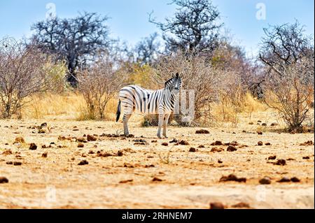 Namibia. Etosha National Park. Zebra nella natura selvaggia Foto Stock