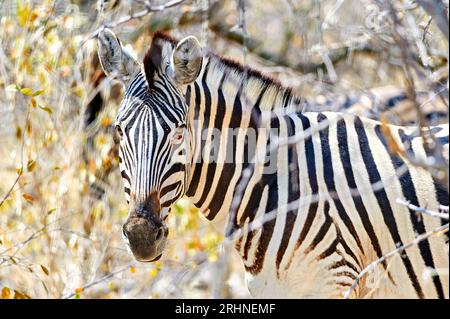 Namibia. Etosha National Park. Zebra nella natura selvaggia Foto Stock