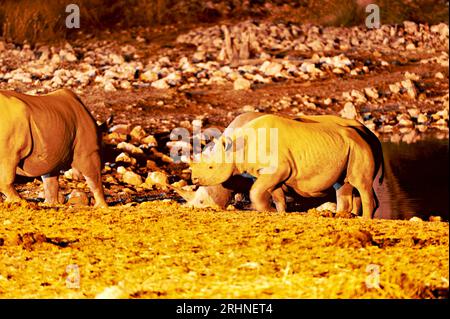 Namibia. Etosha National Park. Un rinoceronte che beve in una pozza d'acqua di notte Foto Stock