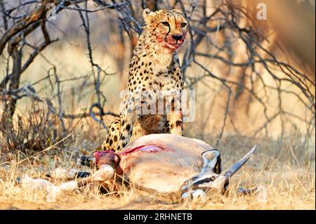 Namibia. Cheetah dopo un omicidio nel Parco Nazionale di Etosha Foto Stock