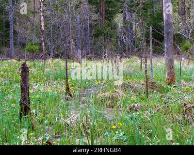 Palude con lussureggiante vegetazione acquatica e palude gialle-calendula o fiori di kingcuo Foto Stock