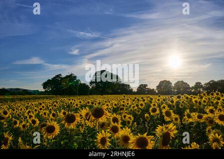 Sunfowers nel Sussex Foto Stock