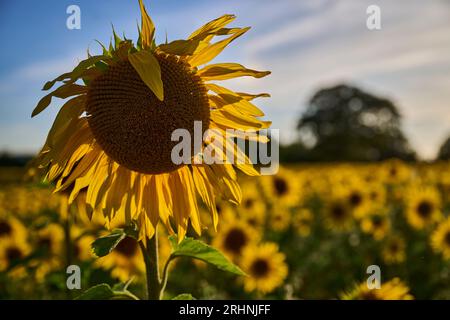 Sunfowers nel Sussex Foto Stock