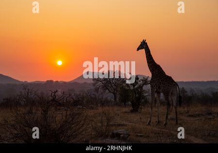 (230818) -- MPUMALANGA, 18 agosto 2023 (Xinhua) -- Una giraffa Walks at the Kruger National Park, Mpumalanga, Sudafrica, 17 settembre 2022. Il Sudafrica, che terrà il 15° vertice BRICS questo mese, è il paese più meridionale dell'Africa. È l'unico paese al mondo con tre capitali, con Pretoria come capitale amministrativa, città del Capo come capitale legislativa e Bloemfontein la capitale giudiziaria. Altre grandi città sono Johannesburg e Durban. Il Sudafrica ha un clima piacevole e famose destinazioni turistiche come Capo di buona speranza, il Parco Nazionale di Kruger e il Monte del tavolo Foto Stock