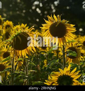 Sunfowers nel Sussex Foto Stock